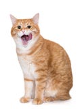 Beautiful, big ginger cat licking his chops Stock Photography Beautiful, big ginger cat licking his chops Stock Photography