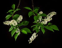 Beautiful black cherry blossom in white with green leaves Stock Photo Beautiful black cherry blossom in white with green leaves Stock Photo