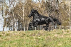 Beautiful black friesian stud stallion stock photo Beautiful black friesian stud stallion stock photo