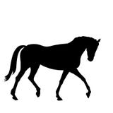 Beautiful Black Horse Silhouette Stock Photography Beautiful Black Horse Silhouette Stock Photography