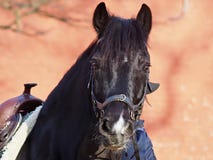 Beautiful black horse with a western saddle stock images Beautiful black horse with a western saddle stock images