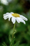 Beautiful, Bloom, Blooming, Blossom Stock Photo Beautiful, Bloom, Blooming, Blossom Stock Photo