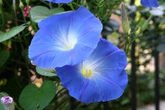 Beautiful bloom ipomoea royalty free stock image Beautiful bloom ipomoea royalty free stock image