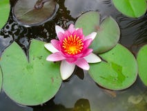 Beautiful Blooming Pink Water Lily Lotus Flower Royalty Free Stock Photos