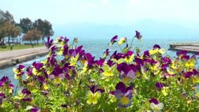 Beautiful Blossom Flora Flowers in Mother Nature. Plant Beautiful Blossom Flora Flowers in Mother Nature. Plant