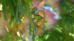 Beautiful Blossom Flora Flowers in Mother Nature. Plant Beautiful Blossom Flora Flowers in Mother Nature. Plant