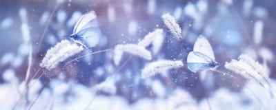 Beautiful Blue Butterflies In The Snow On The Wild Grass. Snowfall Artistic Winter Christmas Natural Image. Winter And Spring Back Stock Images