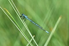 Beautiful Blue Dragonfly. Macro Shot Of Nature. Stock Images
