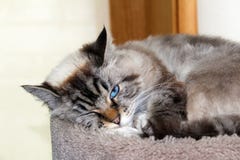 Beautiful Blue Eyes Female Cat, Hypoallergenic Cat. Animal That Can Be Pet By People Who Is Allergic To Cats. Stock Photo