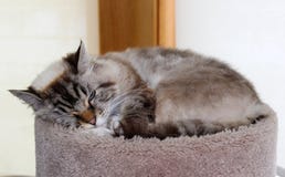 Beautiful Blue Eyes Female Cat, Hypoallergenic Cat. Animal That Can Be Pet By People Who Is Allergic To Cats. Royalty Free Stock Images Beautiful Blue Eyes Female Cat, Hypoallergenic Cat. Animal That Can Be Pet By People Who Is Allergic To Cats. Royalty Free Stock Images