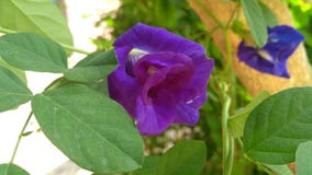 BEAUTIFUL BLUE FLOWER stock photo BEAUTIFUL BLUE FLOWER stock photo