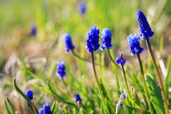 Beautiful Blue Flowers Royalty Free Stock Images