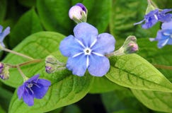 Beautiful blue flowers in garden, Lithuania stock image Beautiful blue flowers in garden, Lithuania stock image