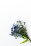 Beautiful blue flowers in a postal envelope stock photography Beautiful blue flowers in a postal envelope stock photography