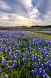 Beautiful Bluebonnets field at sunset near Austin, Texas royalty free stock photo Beautiful Bluebonnets field at sunset near Austin, Texas royalty free stock photo