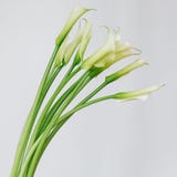 Beautiful bouquet of callas stock images Beautiful bouquet of callas stock images