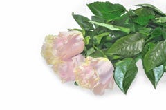 Beautiful bouquet of delicate pale pink roses on white royalty free stock photos Beautiful bouquet of delicate pale pink roses on white royalty free stock photos