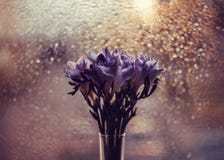 Beautiful bouquet of freesia on the background of the window. Shiny gold bokeh. Bright blue purple freesias in a vase royalty free stock image Beautiful bouquet of freesia on the background of the window. Shiny gold bokeh. Bright blue purple freesias in a vase royalty free stock image