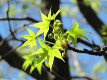 Beautiful Branch Of A Plane Tree With Green Leaves Stock Image Beautiful Branch Of A Plane Tree With Green Leaves Stock Image