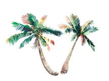 Beautiful bright cute green tropical lovely wonderful hawaii floral herbal summer two palm trees watercolor hand sketch royalty free illustration Beautiful bright cute green tropical lovely wonderful hawaii floral herbal summer two palm trees watercolor hand sketch royalty free illustration