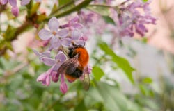 Beautiful bright fluffy bumblebee sitting on the flowers of pink lilac. Fragrant spring. Flowering lilac bushes in the city Royalty Free Stock Photo Beautiful bright fluffy bumblebee sitting on the flowers of pink lilac. Fragrant spring. Flowering lilac bushes in the city Royalty Free Stock Photo