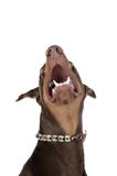 beautiful-brown-doberman-pinscher-dog-laughing-howling-looking-up-white-background-copy-space-brown-doberman-pinscher-124383575.jpg
