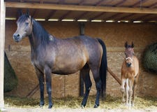 Beautiful brown mare breed arabian thoroughbred with her little foal in the stable