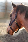 A beautiful buckskin gelding stock photo A beautiful buckskin gelding stock photo