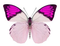 Beautiful butterfly isolated on white stock photography Beautiful butterfly isolated on white stock photography