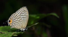 Beautiful Butterfly, Metalic Cerulean, Jamides alecto Stock Photos Beautiful Butterfly, Metalic Cerulean, Jamides alecto Stock Photos