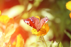 Beautiful butterfly sits on a marigolds Calendula in close up. Medicine flowers royalty free stock image Beautiful butterfly sits on a marigolds Calendula in close up. Medicine flowers royalty free stock image