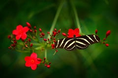 Beautiful butterfly Zebra Longwing, Heliconius charitonius. Nice insect from Costa Rica in the green forest. Butterfly with red fl royalty free stock image Beautiful butterfly Zebra Longwing, Heliconius charitonius. Nice insect from Costa Rica in the green forest. Butterfly with red fl royalty free stock image