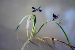 Beautiful Calopteryx splendens stock photo Beautiful Calopteryx splendens stock photo