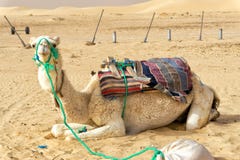 Beautiful Camel in the Ong Jemel Desert in Tunisia royalty free stock photos Beautiful Camel in the Ong Jemel Desert in Tunisia royalty free stock photos