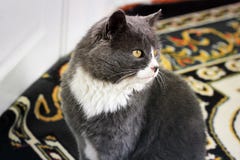 Beautiful cat in the house stock images Beautiful cat in the house stock images