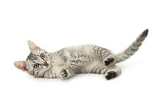 Beautiful cat isolated on white background stock images Beautiful cat isolated on white background stock images