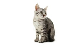 Beautiful cat isolated on white background royalty free stock images Beautiful cat isolated on white background royalty free stock images