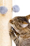 Beautiful cat with scratching post royalty free stock photo Beautiful cat with scratching post royalty free stock photo
