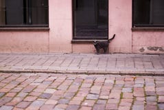 A beautiful cat stands near a pink town house, an old, peeling paint at home, a gray color cat. royalty free stock image A beautiful cat stands near a pink town house, an old, peeling paint at home, a gray color cat. royalty free stock image