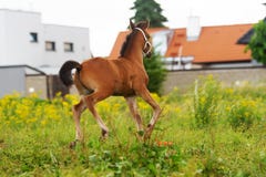 Beautiful cheerful young foal of Arabian thoroughbred breed gallops and jumps on a flowering meadow in its paddock