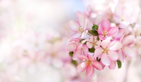 Beautiful cherry blossom springtime sunny day garden landscape. Blossoming pink petals fruit tree branch, tender blurred Stock Image Beautiful cherry blossom springtime sunny day garden landscape. Blossoming pink petals fruit tree branch, tender blurred Stock Image