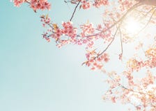 Beautiful cherry pink flower in spring. stock image Beautiful cherry pink flower in spring. stock image