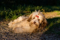 Beautiful chocolate havanese dog is resting on a forest path Stock Photo Beautiful chocolate havanese dog is resting on a forest path Stock Photo