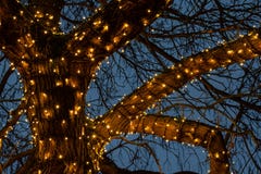 Beautiful Christmas lights around a tree branches against the light blue sky background in night