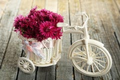 Beautiful chrysanthemums in bicycle on blue wooden background Royalty Free Stock Photos Beautiful chrysanthemums in bicycle on blue wooden background Royalty Free Stock Photos