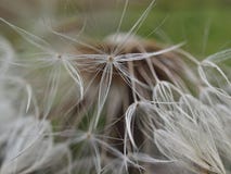 Beautiful closeup of a dandelion flower royalty free stock photo Beautiful closeup of a dandelion flower royalty free stock photo