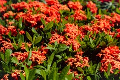 Beautiful closeup purple yellow red and orange color flowers in the green parks outdoor royalty free stock photography Beautiful closeup purple yellow red and orange color flowers in the green parks outdoor royalty free stock photography