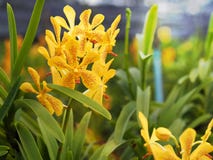 Beautiful closeup of yellow orchid. stock photo Beautiful closeup of yellow orchid. stock photo