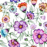 Beautiful colorful cosmos flowers with leaves on white background. Seamless floral pattern. Watercolor painting.