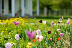 Beautiful Colorful Tulips In Front Of A House Beautiful Colorful Tulips In Front Of A House